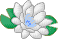 waterlily8.gif